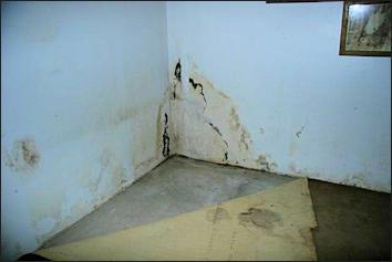 Wet Basement Drywall With Mold Growth